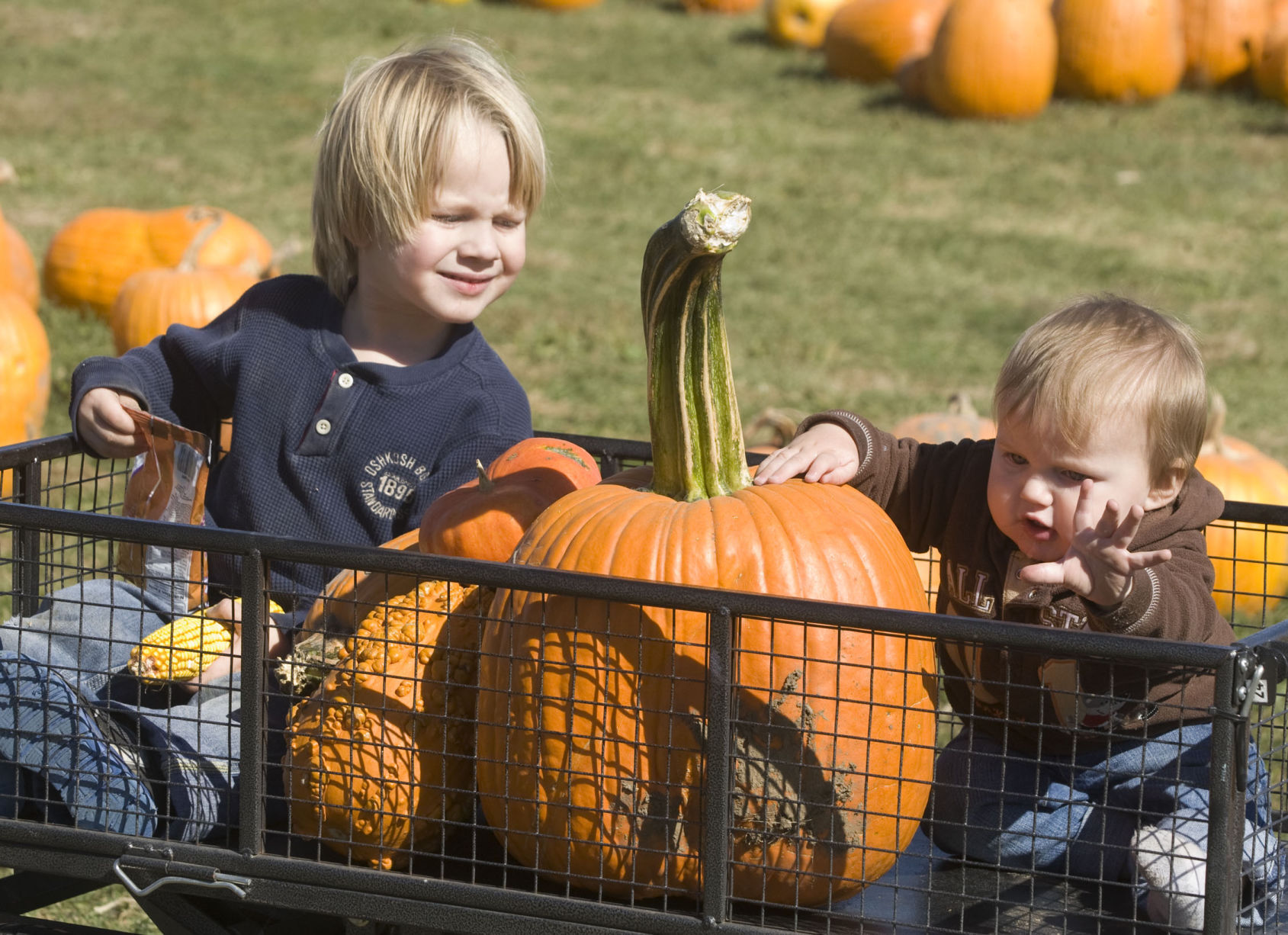Wagon Wheel Pumpkin Farm